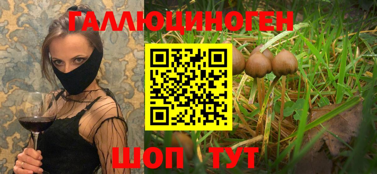 Галлюциногенные грибы Psilocybe Боровичи